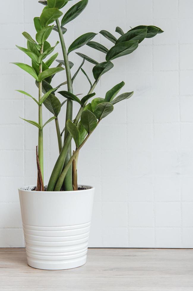 vaso con zamioculcas pianta domestica sul tavolo foto