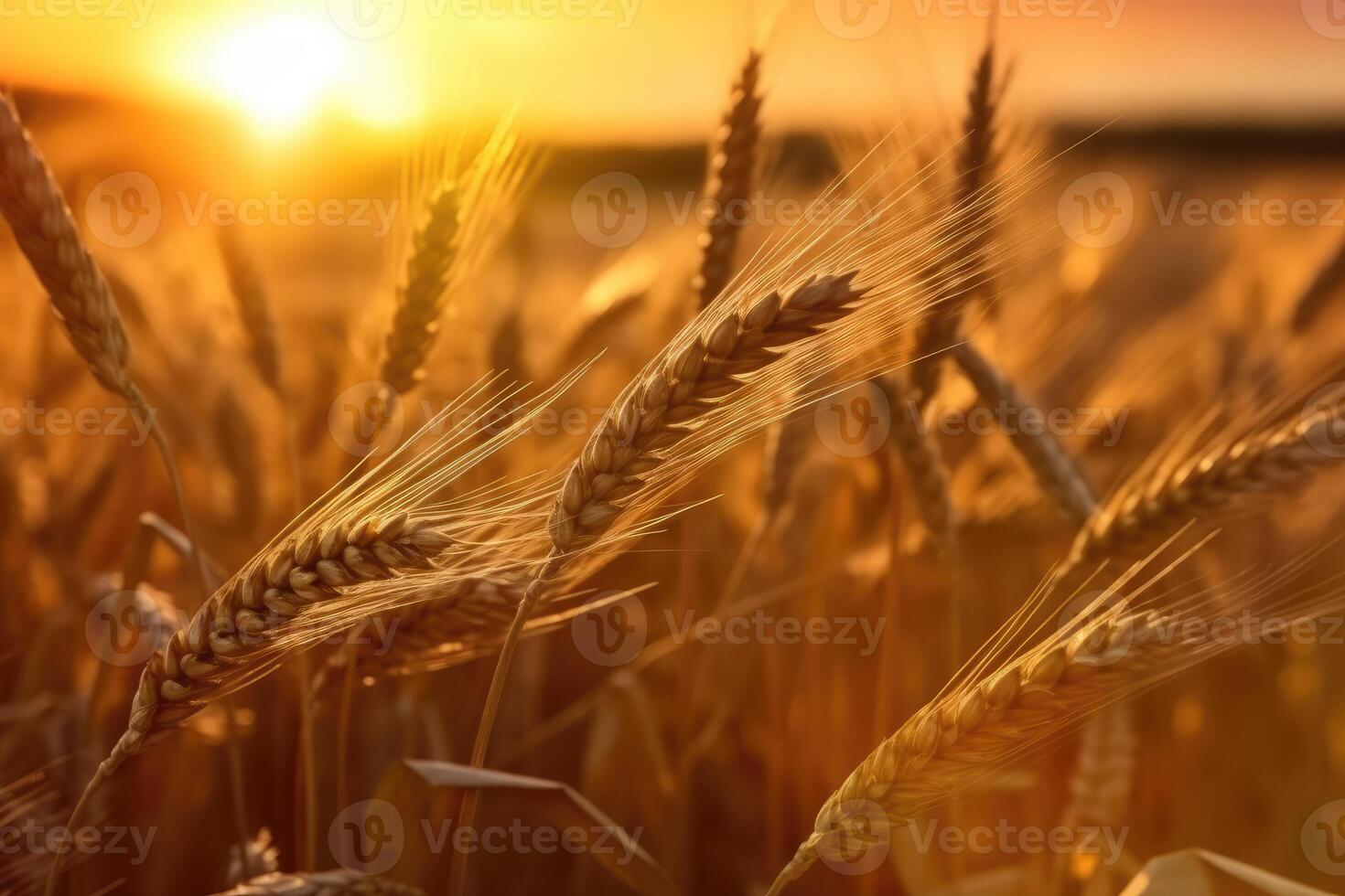 tramonto Grano campo sfondo foto, sfocato e morbido messa a fuoco. generativo ai foto