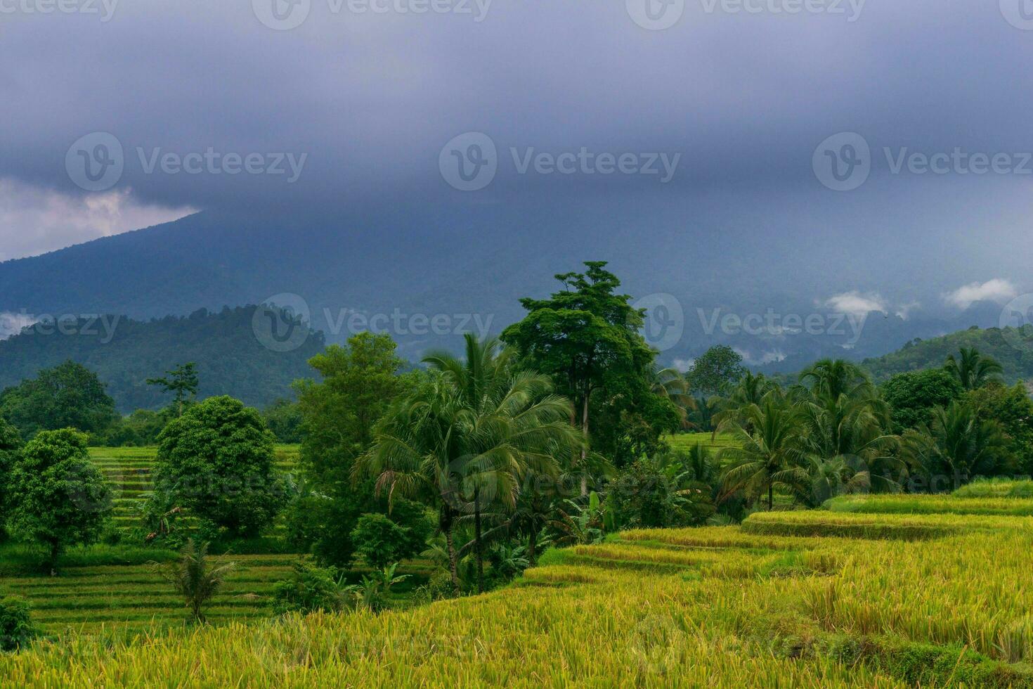 bellissimo mattina Visualizza Indonesia panorama paesaggio risaia i campi con bellezza colore e cielo naturale leggero foto