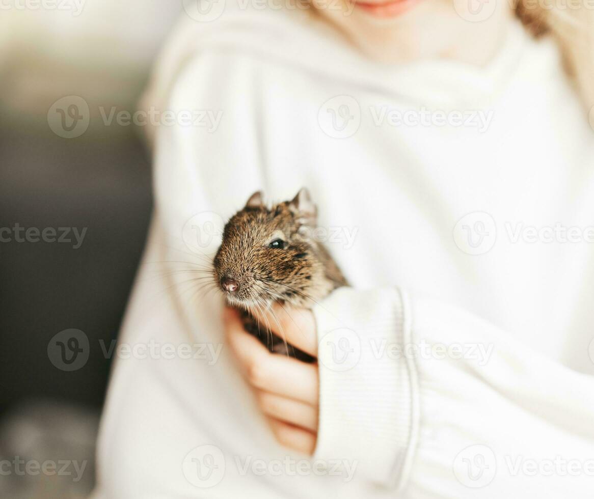 giovane ragazza giocando con piccolo animale degu scoiattolo. foto