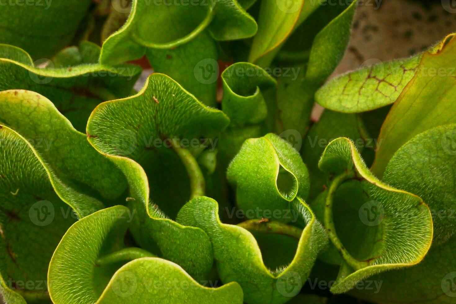 avvicinamento su un' sarracenia foto