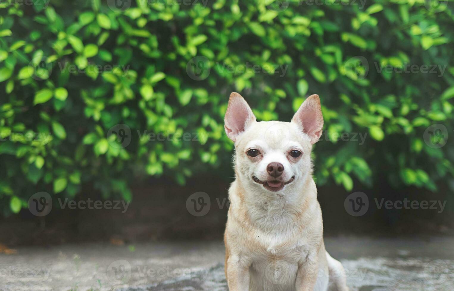 contento e salutare corto capelli chihuahua cane seduta su cemento pavimento nel il giardino con verde le foglie sfondo, sorridente e guardare a telecamera. foto