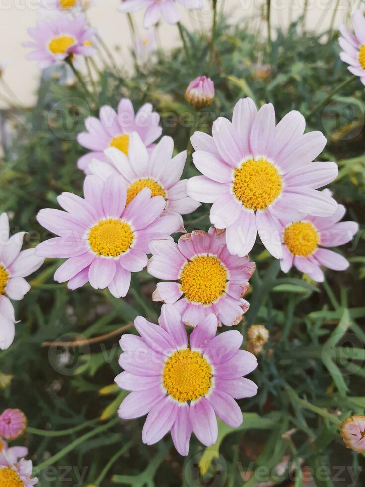 rosa margherite nel il giardino foto