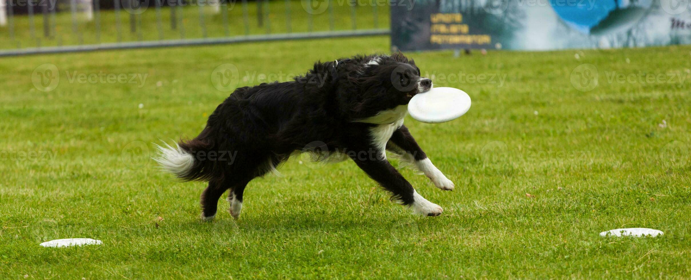 cane border collie con frisbee foto