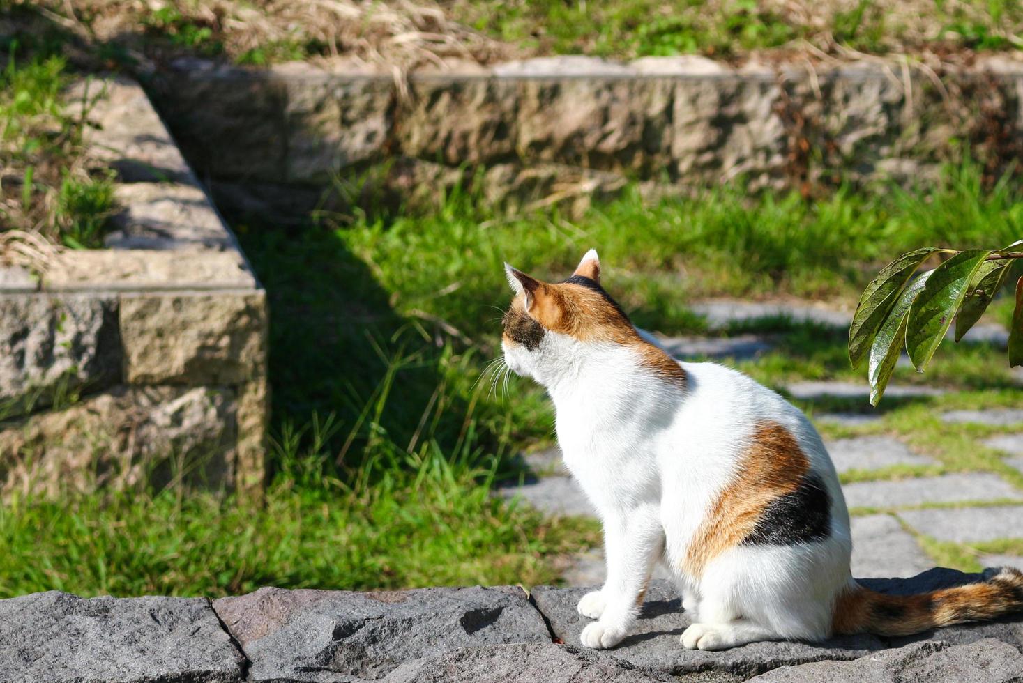 gatta calico al parco in autunno foto