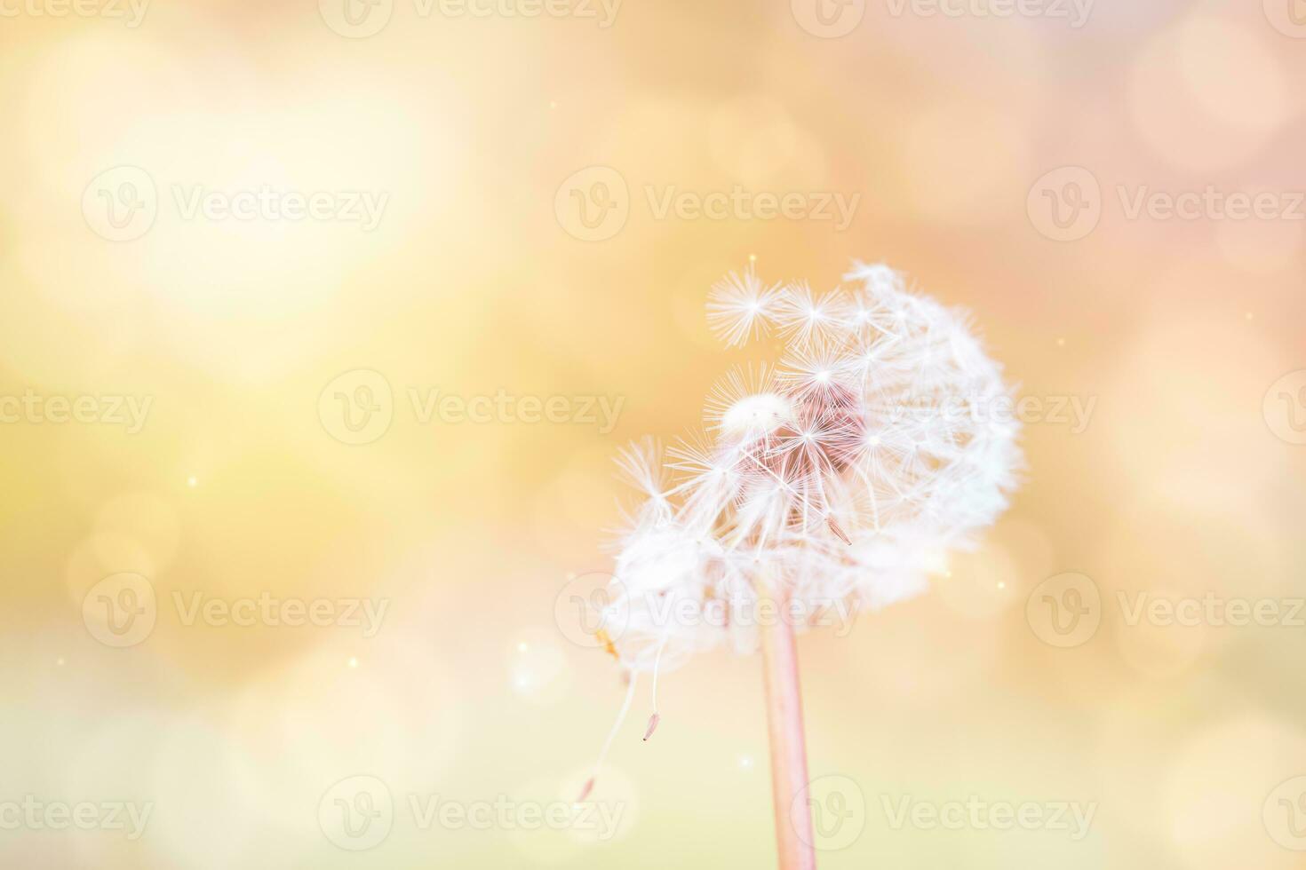 dente di leone semi soffiaggio lontano con sfocato bokeh nel il Alba mattina sfondo, vintage pastello tono bellissimo dente di leone fiori nel primavera campo con d'oro raggi di il sole per primavera estate bandiera foto