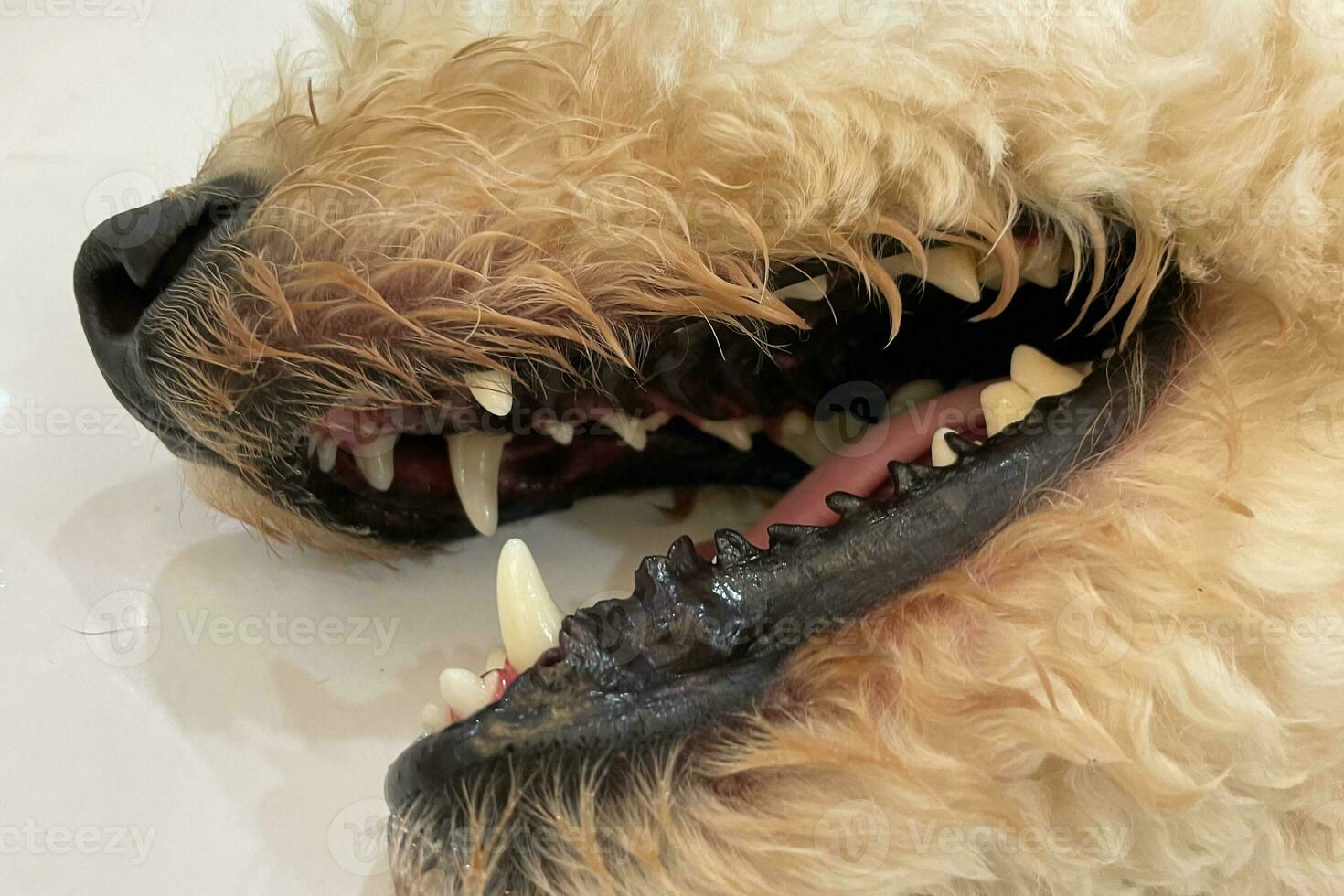 cura di cane denti avvicinamento. macro di Aperto cane bocca. cani avere i problemi con orale cavità, calcare, gengivite, dente decadimento. controllo cane denti, selettivo messa a fuoco. foto