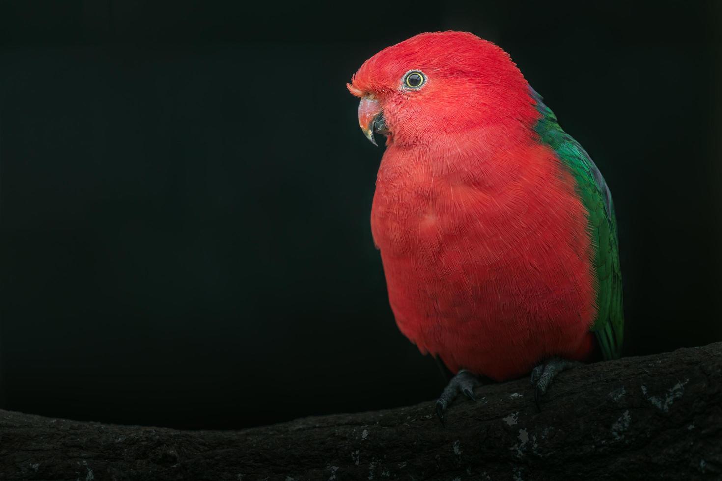 pappagallo australiano foto