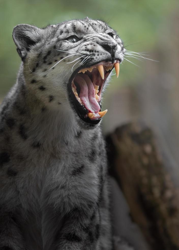 irbis leopardo delle nevi foto