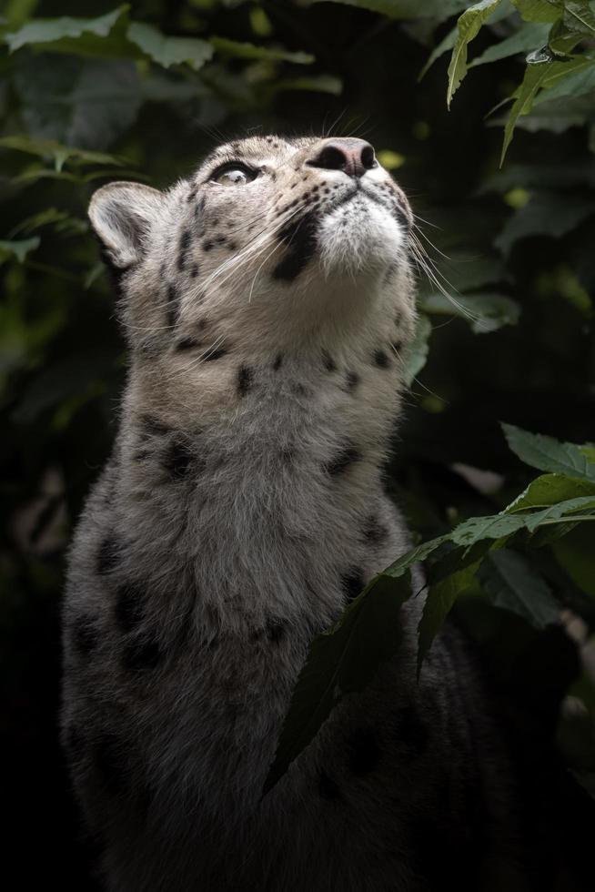 irbis leopardo delle nevi foto