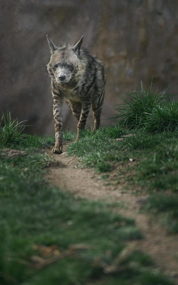 iena striata sul sentiero foto