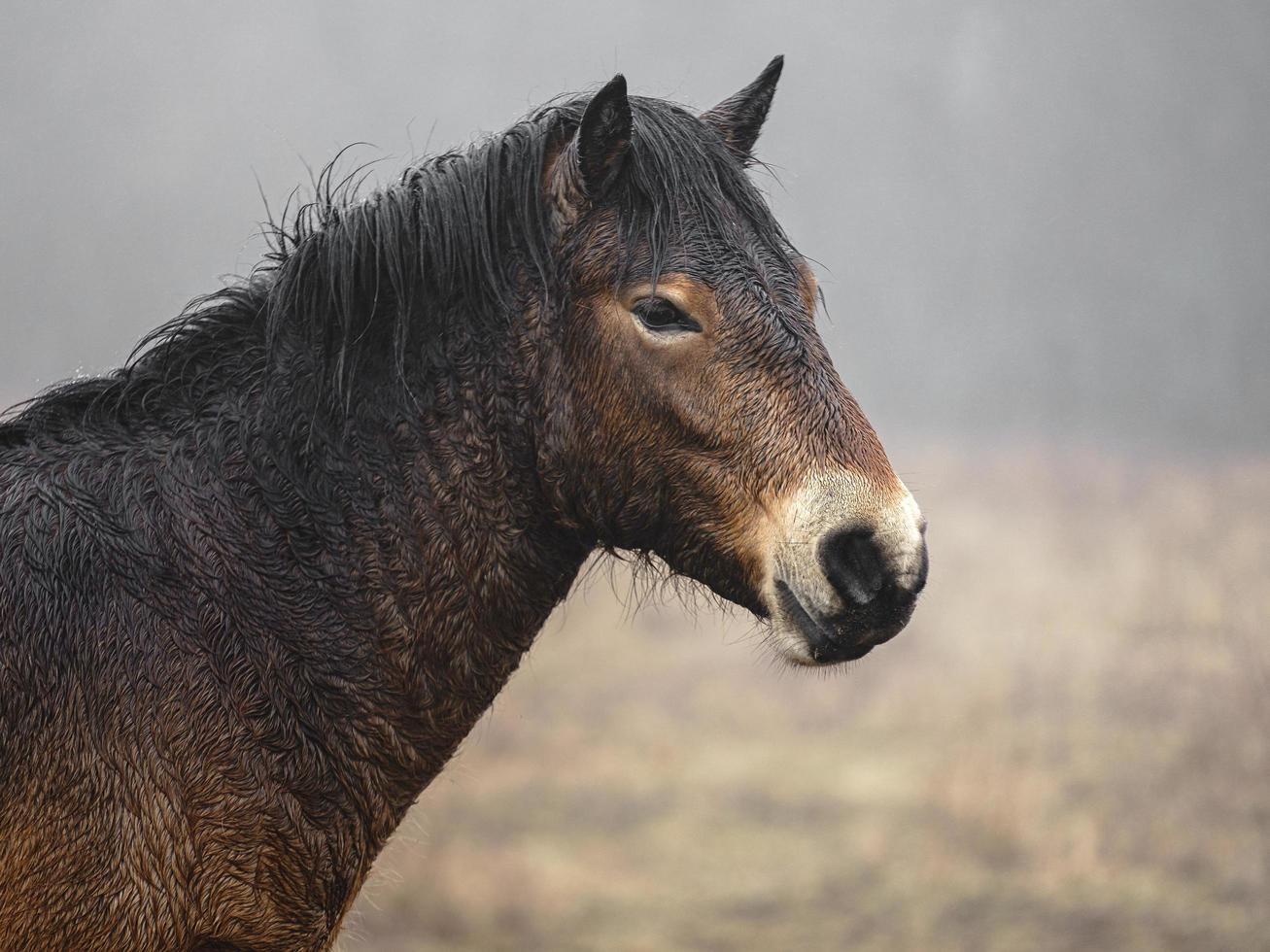 pony exmoor nella nebbia foto