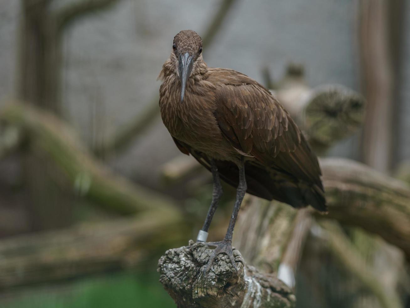 ritratto di hamerkop foto