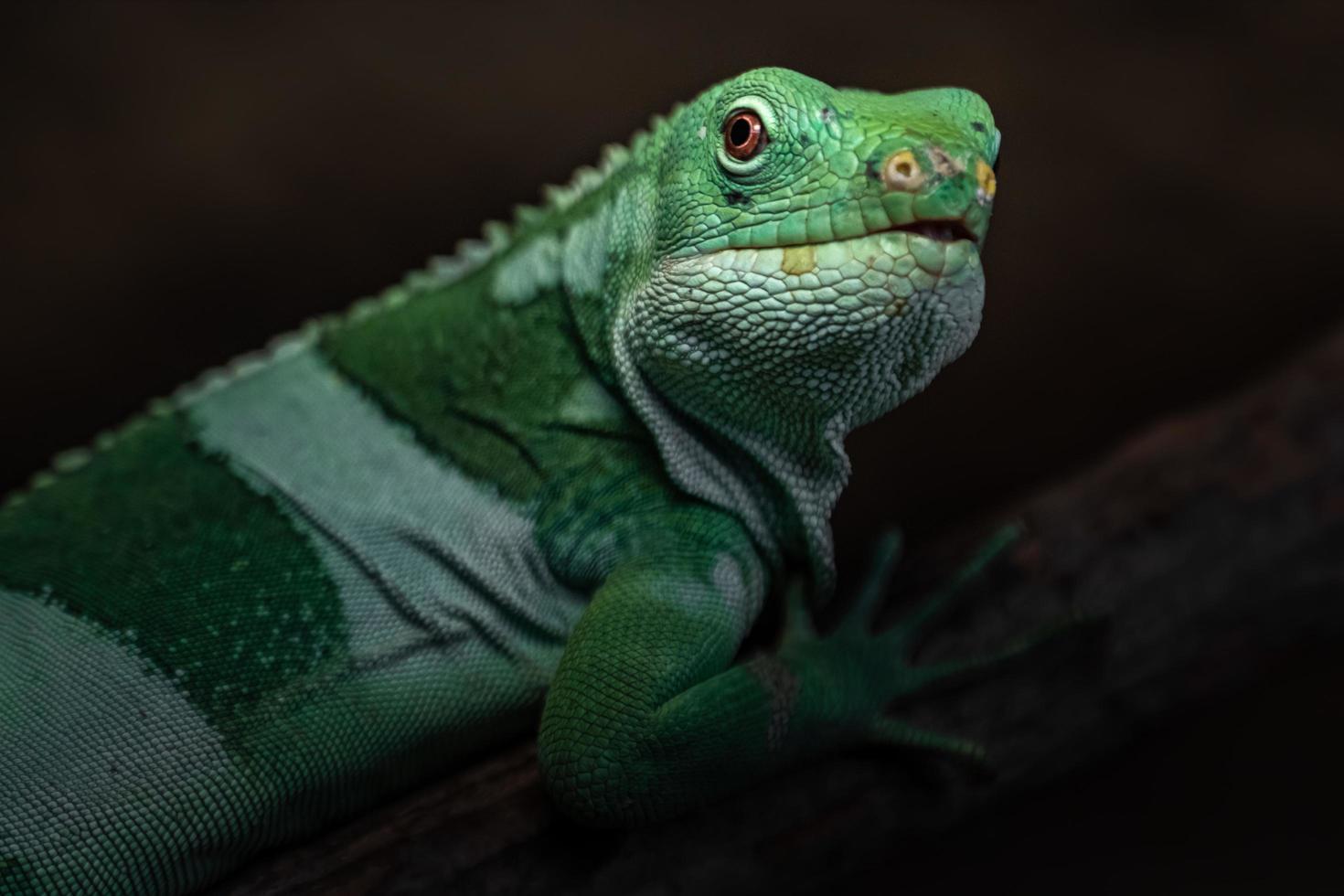 iguana fasciata delle Figi foto