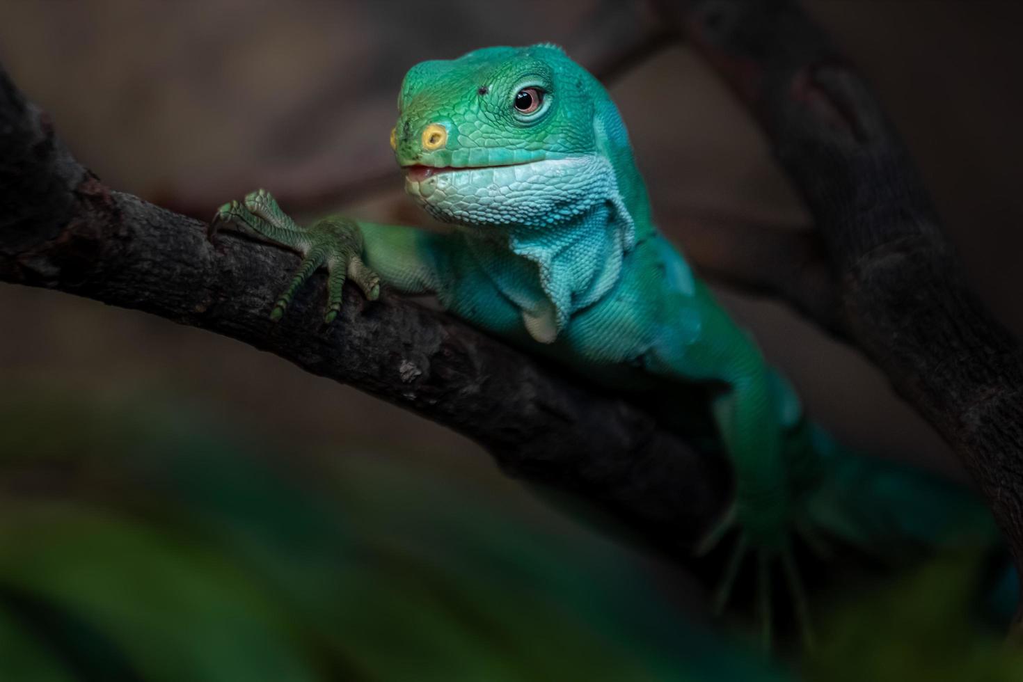 iguana fasciata delle Figi foto