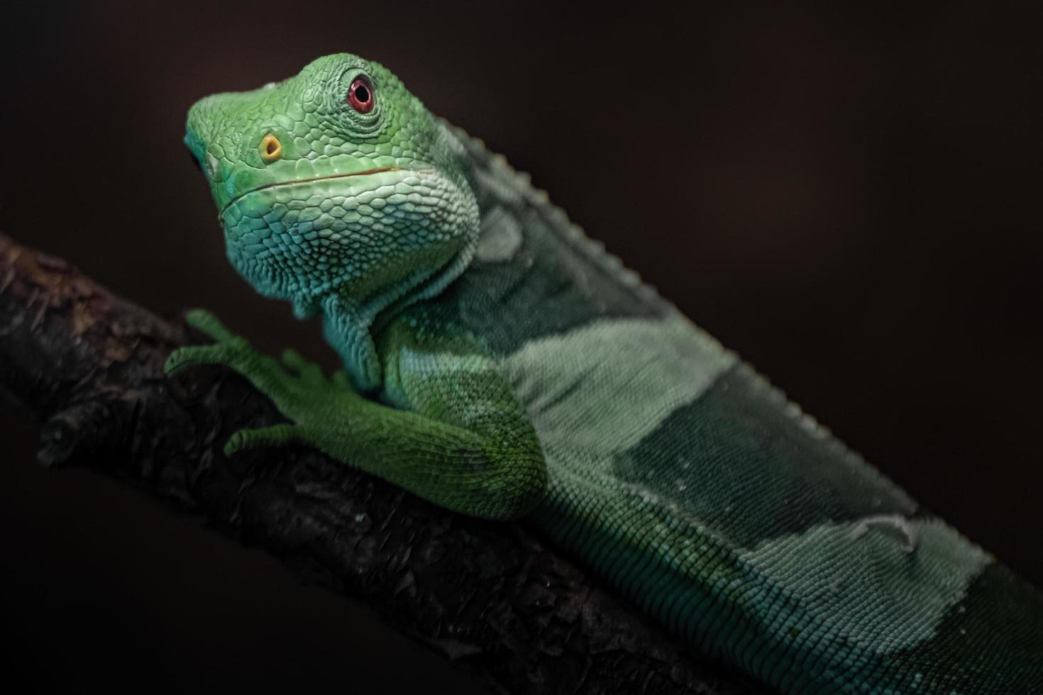 iguana fasciata delle Figi foto