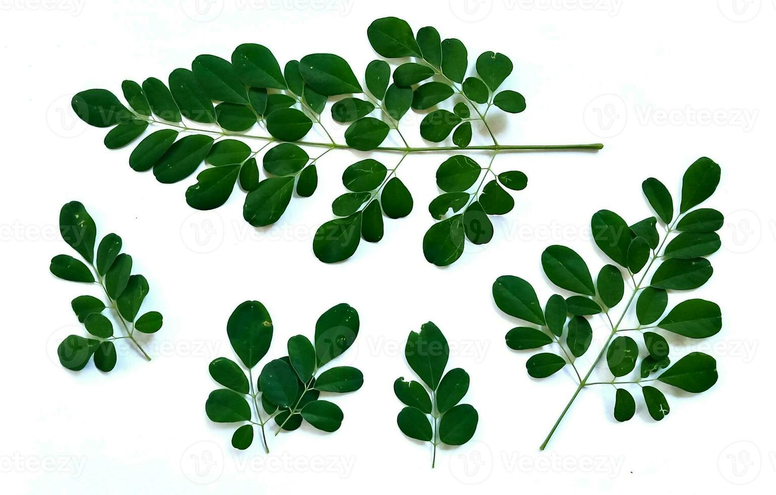 ramo di verde moringa le foglie o daun kelor, tropicale erbe aromatiche isolato su bianca sfondo foto