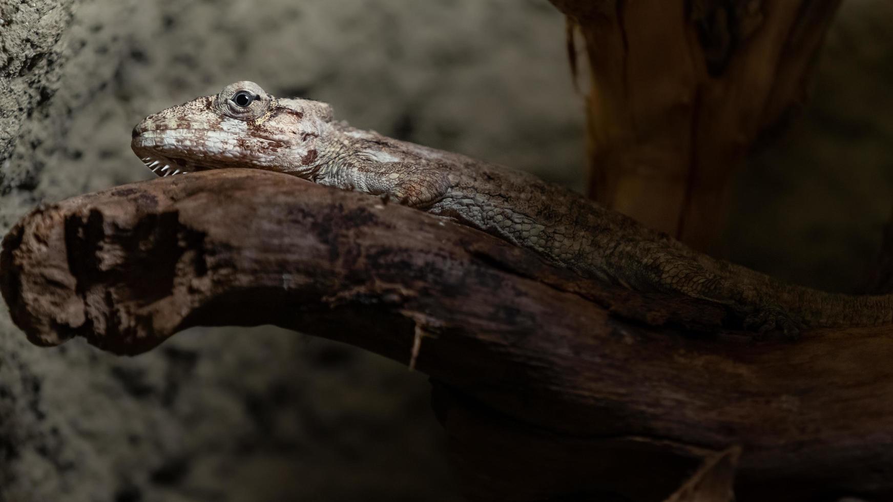 anole marrone sul ramo foto