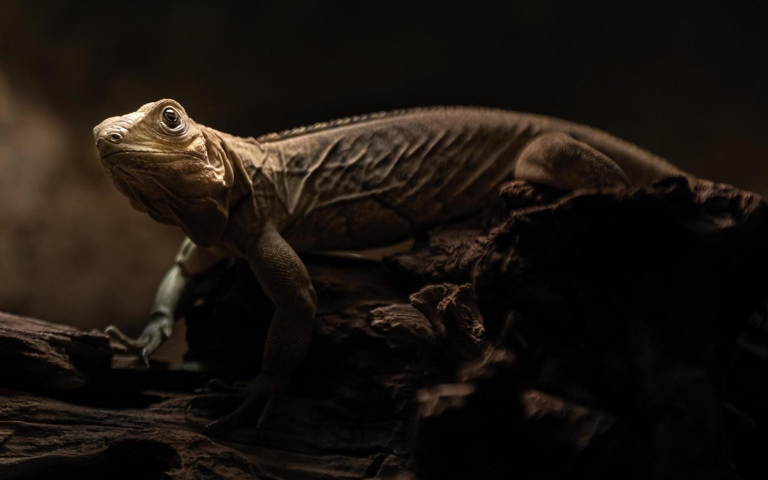 iguana roccia cubana foto