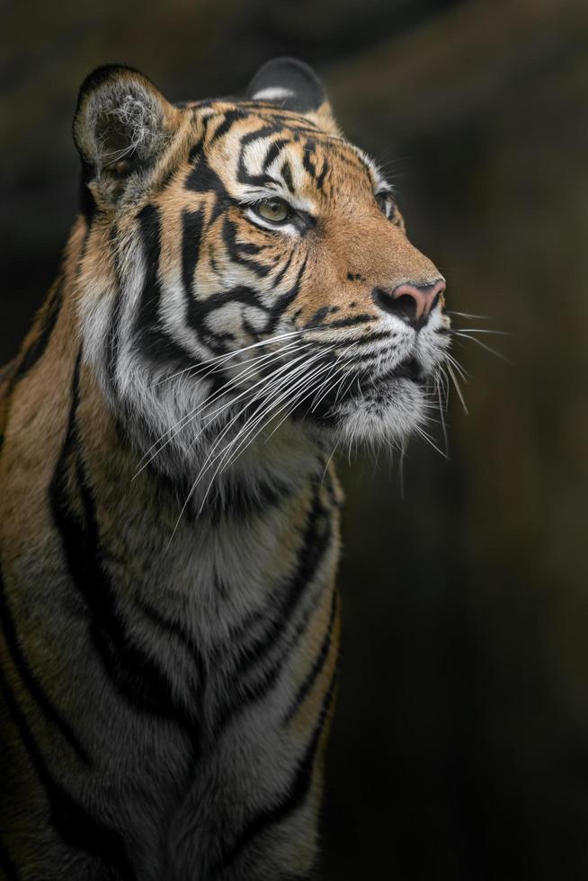 ritratto della tigre di Sumatra foto