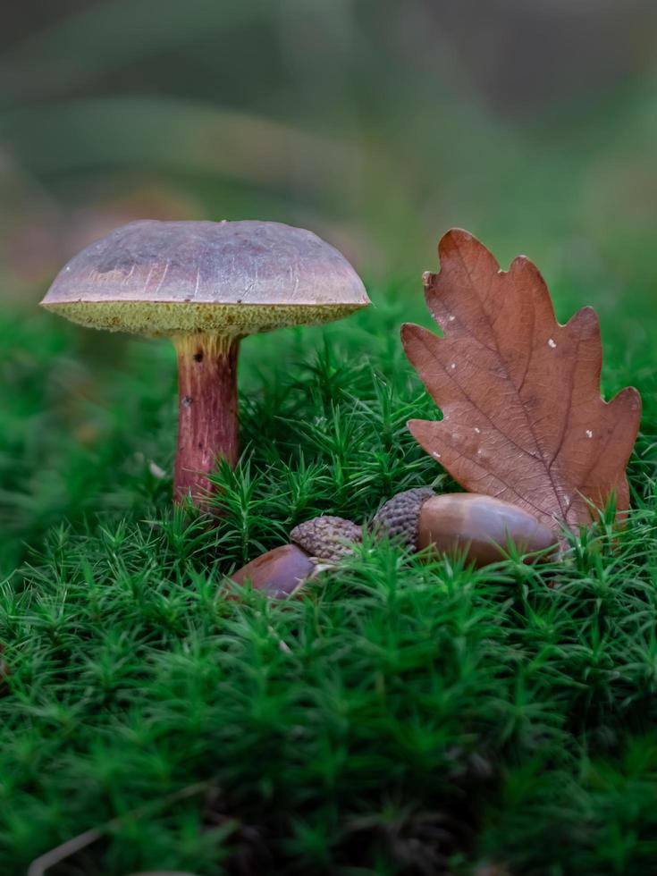 porcini nel muschio foto