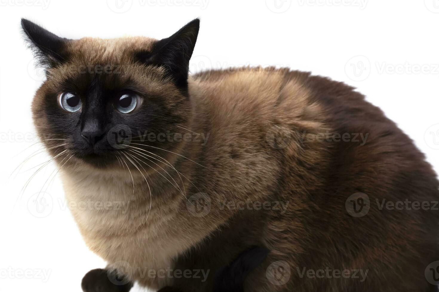 tailandese o siamese gatto su un' bianca sfondo. un' bellissimo animale. foto