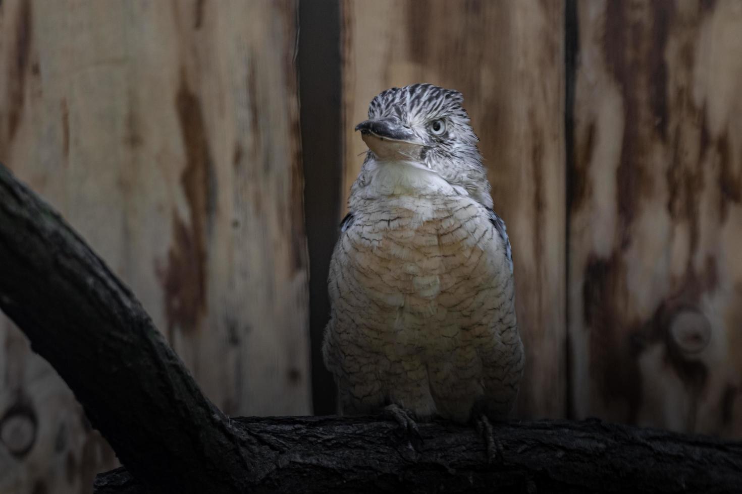 Kookaburra alata blu foto