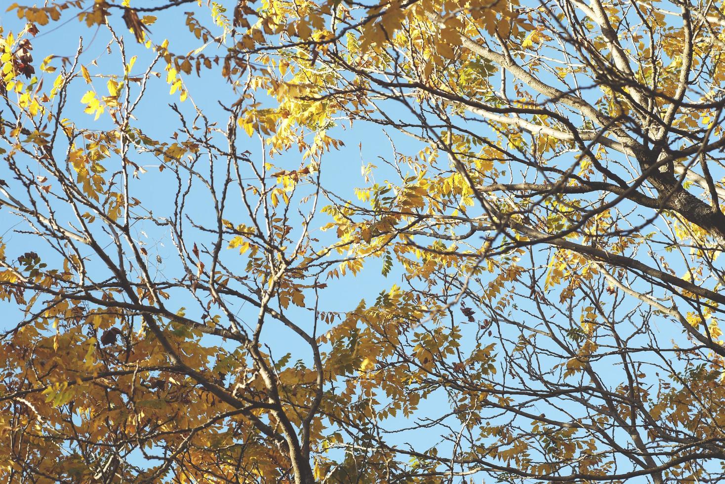 bellissimo bosco autunnale con foglie gialle foto