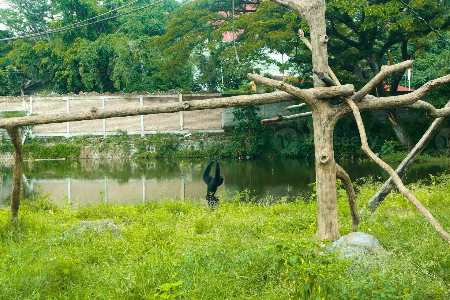 un' selvaggio nero siamang scimmia nel il natura selvaggia foto