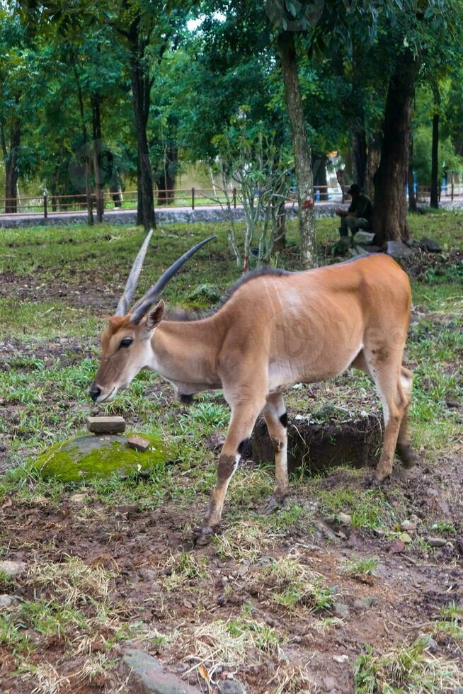 cornuto a spirale antilope foraggiamento nel zoo foto