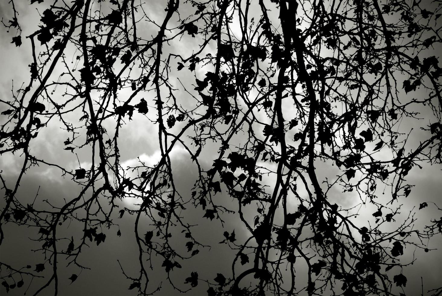 silhouette albero nudo contro il cielo tempestoso foto