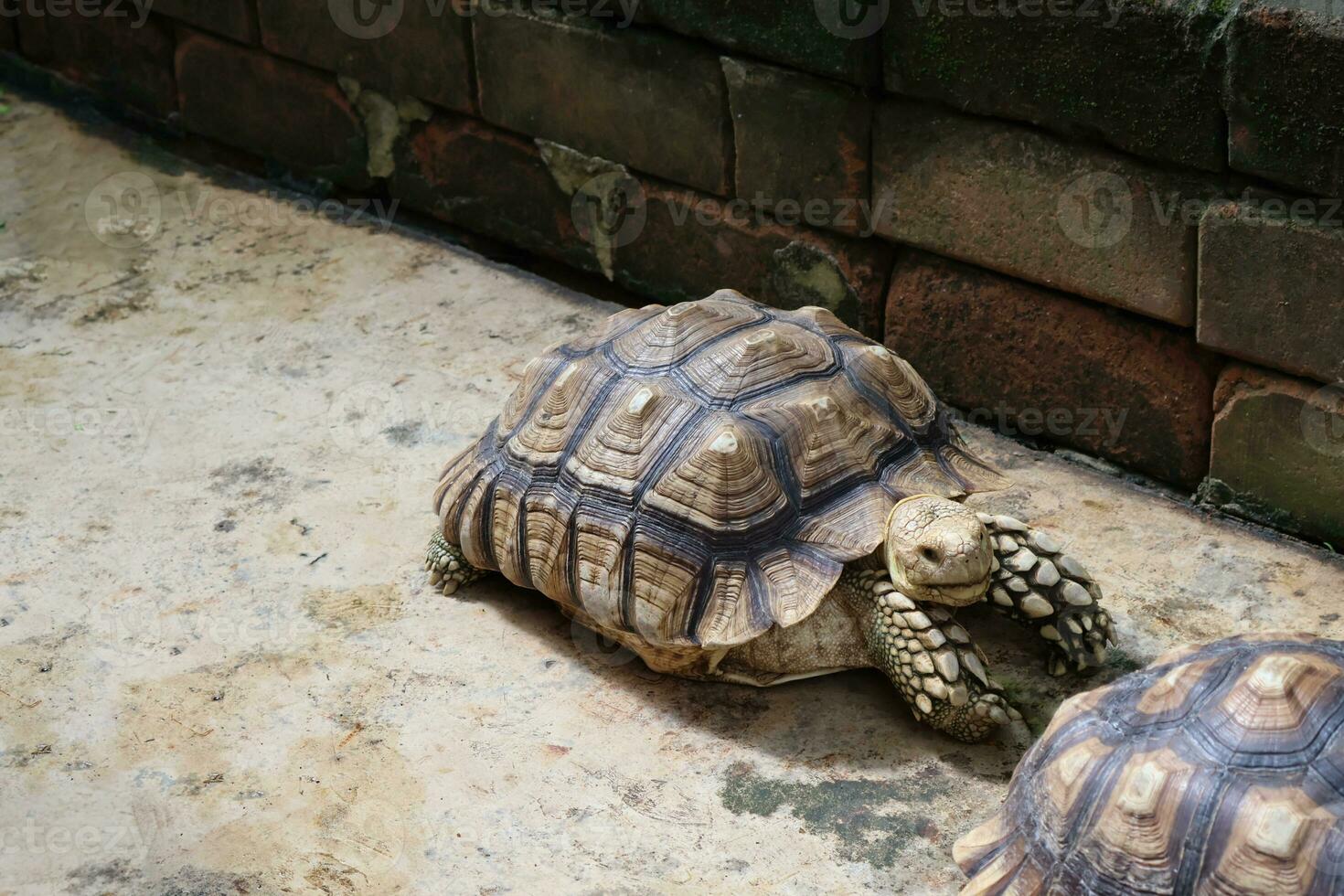 tartaruga su cemento terra no le persone. foto