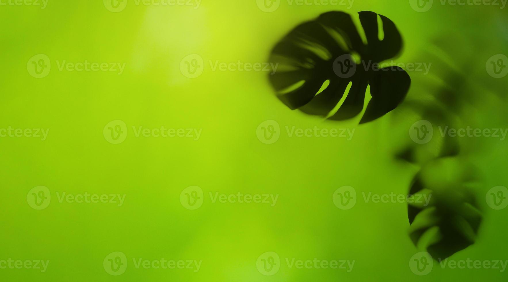 bella vista della natura della foglia verde foto