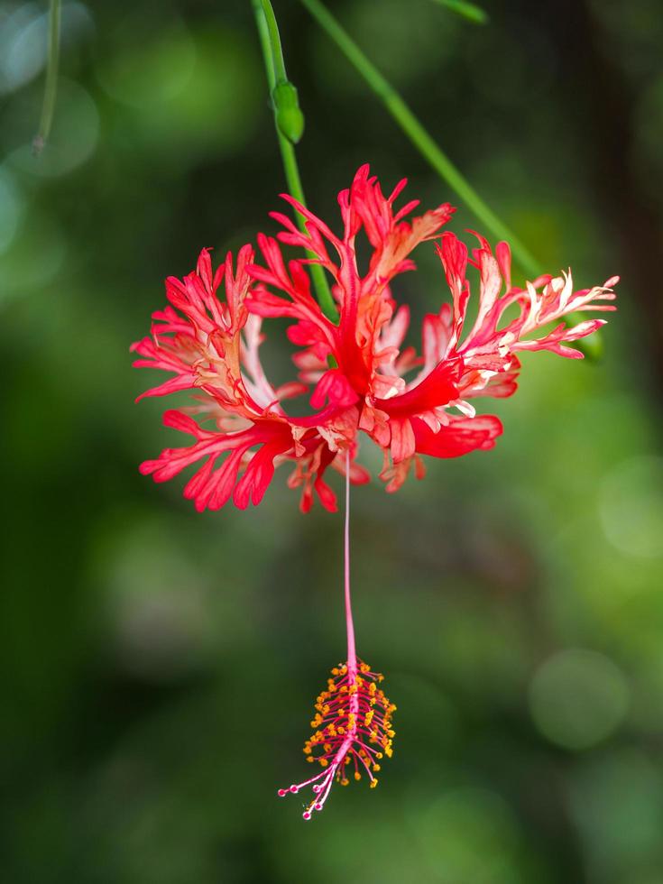 bellissimo fiore arancione rosa appeso hibiscus schizopetalus foto