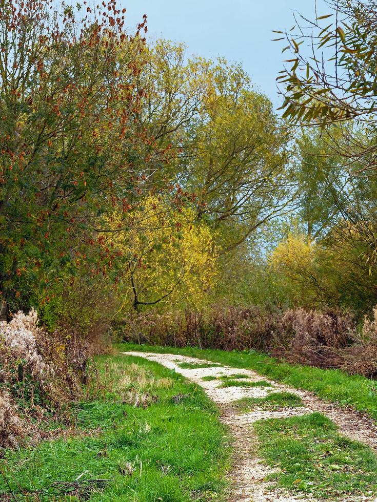 percorso attraverso wheldrake ings riserva naturale North Yorkshire in autunno foto