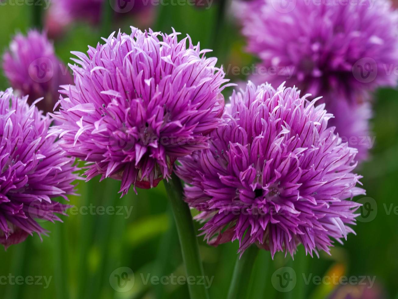 primo piano di fiori di erba cipollina piuttosto viola foto