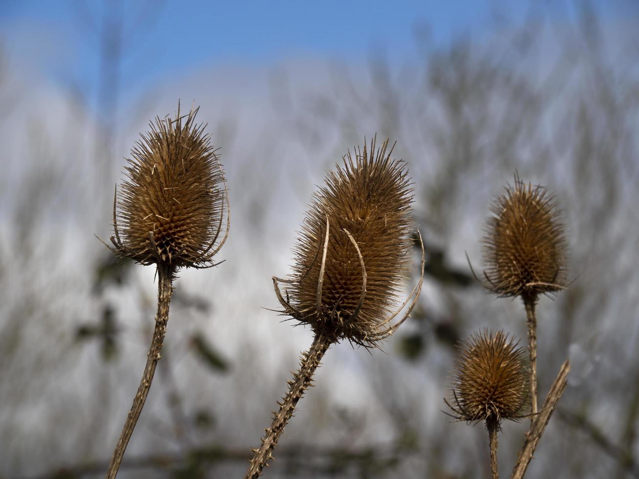 primo piano delle teste di semi di cardo in inverno foto