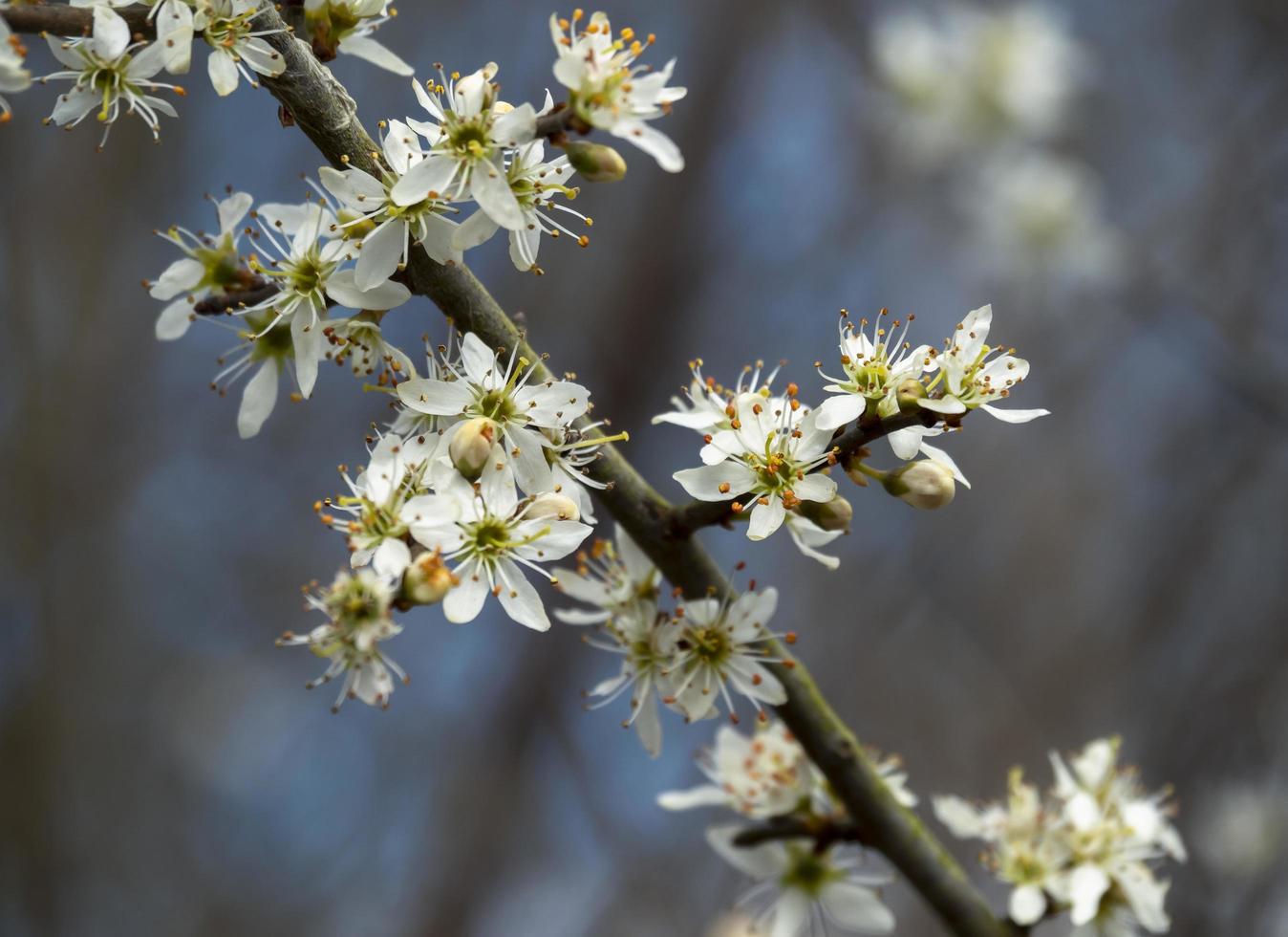 prunus spinosa fiore su un ramo di albero foto