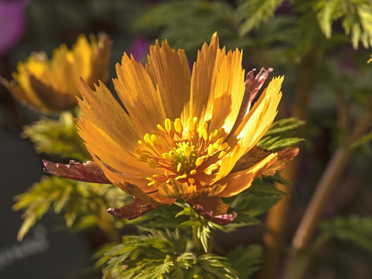 fiore di nuova apertura di adonis amurensis beni nadeshiko foto