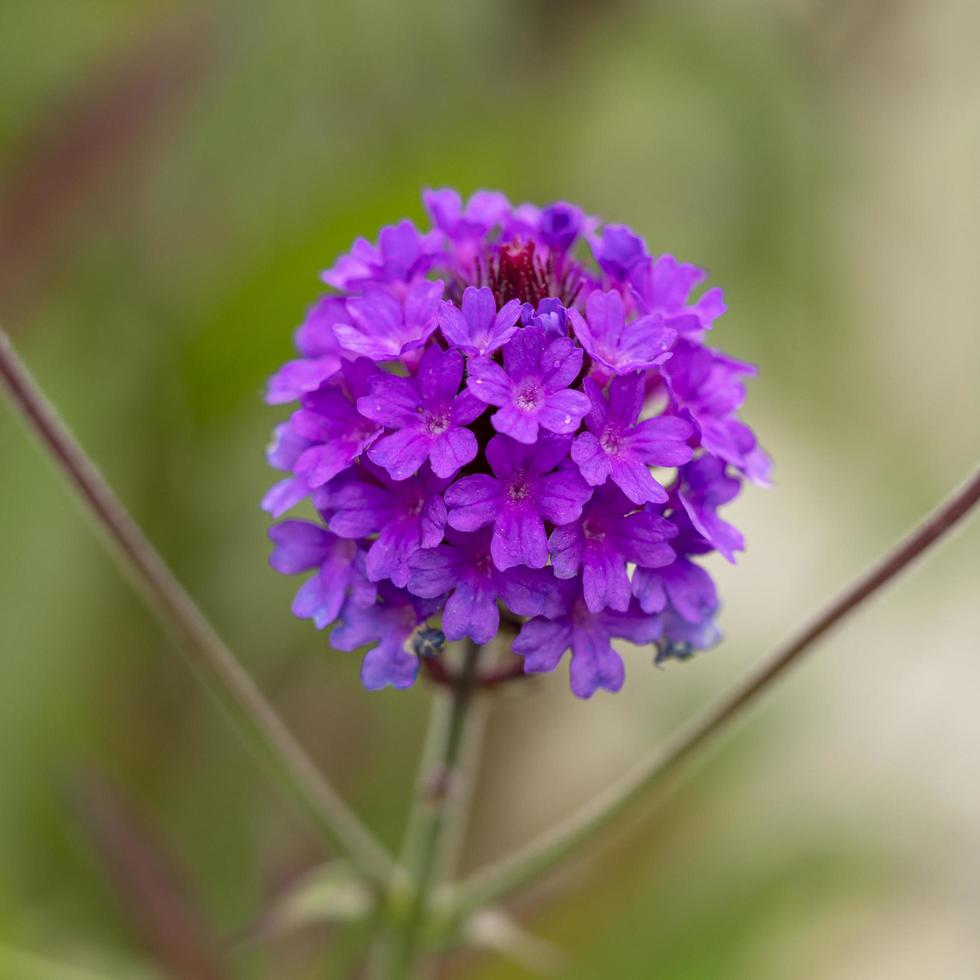 bella verbena viola fiori varietà santos viola foto