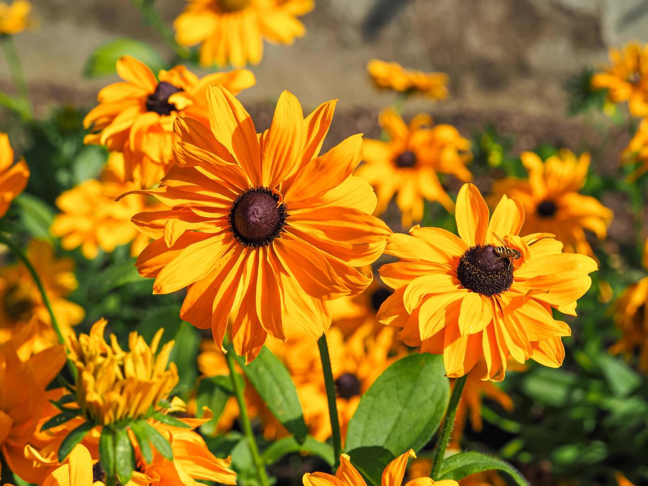 giallo brillante rudbeckia hirta fiori varietà riccioli d'oro foto