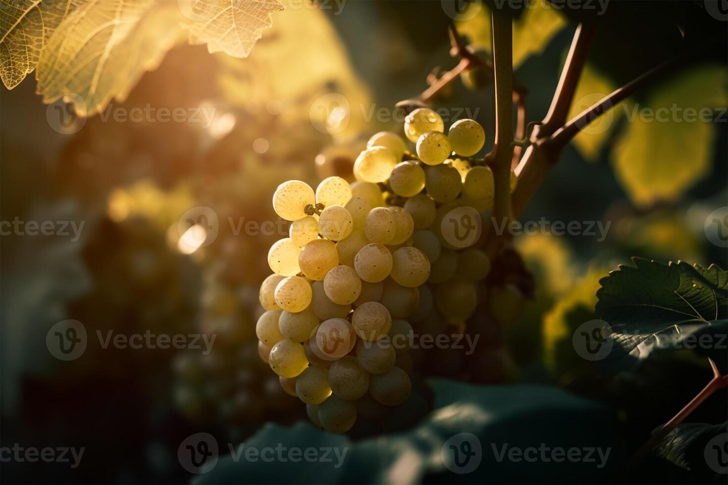 un' mazzo di uva su un' vite con il sole splendente attraverso il le foglie. generativo ai foto