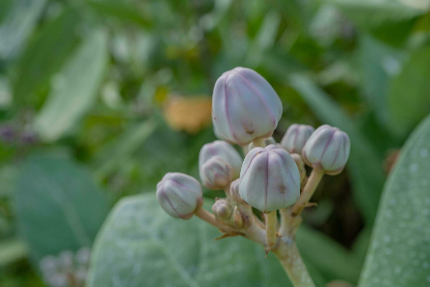 viola e viola fiore mini cuffie quando è fiorire a il primavera volta. il foto è adatto per uso per botanico fiore soddisfare media e natura sfondo.