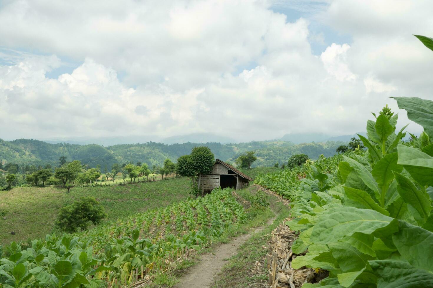 paesaggio tabacco e Mais campo quando asciutto stagione con blu cielo e nuvoloso vibrazioni. il foto è adatto per uso per giardino campo soddisfare media, natura manifesto e azienda agricola sfondo.