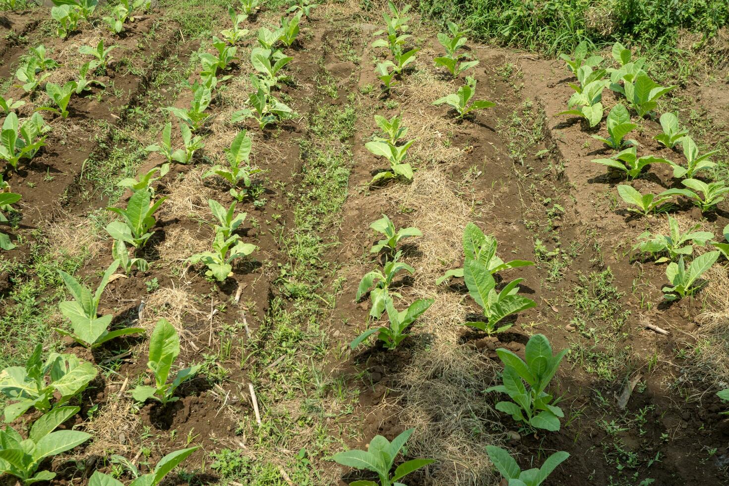 tabacco giardino campo quando in crescita stagione terrazzamento metodo su alto terra. il foto è adatto per uso per botanico sfondo, natura tabacco manifesti e natura soddisfare media.