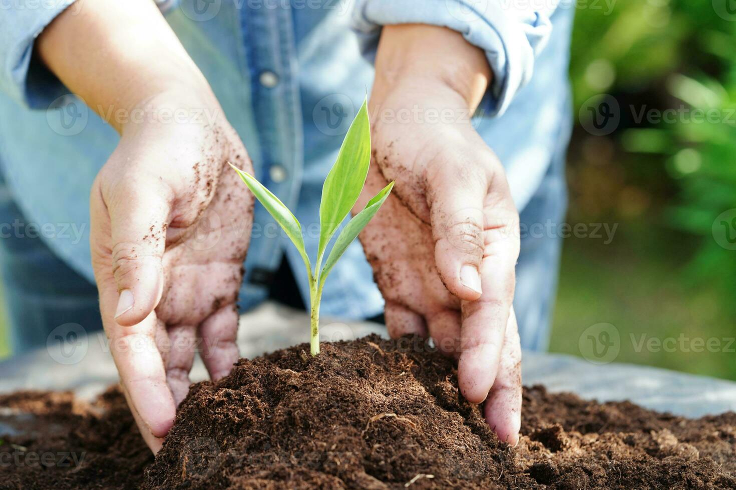 albero in crescita con mano, eco terra giorno, Salva mondo, Salva terra, partire verde foto