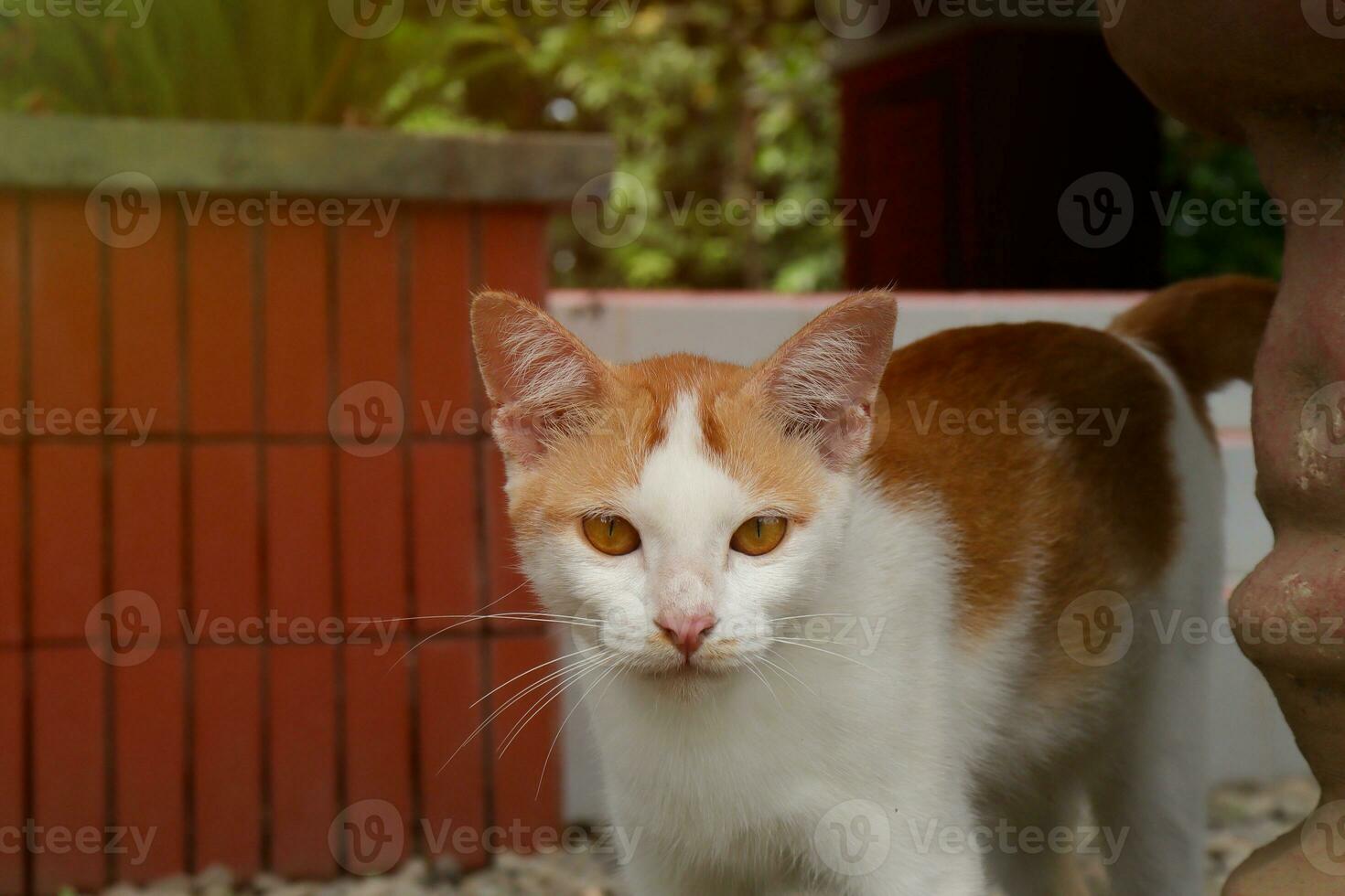 Turco furgone gatto a piedi nel il Giardino dietro la casa giardino foto