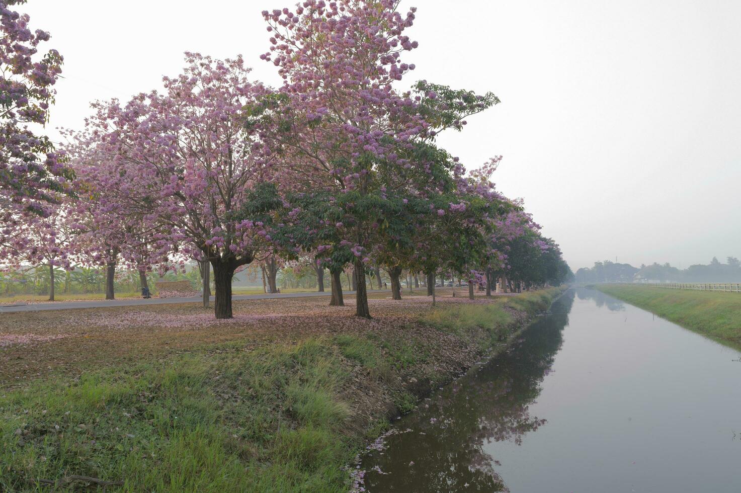 rosa alberi nel il parco, natura sfondo foto