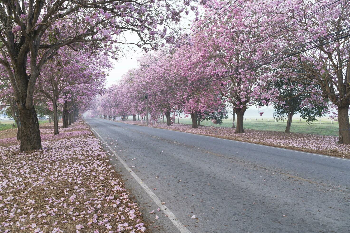 il rosa chompoo panthip è fioritura nel il parco. foto