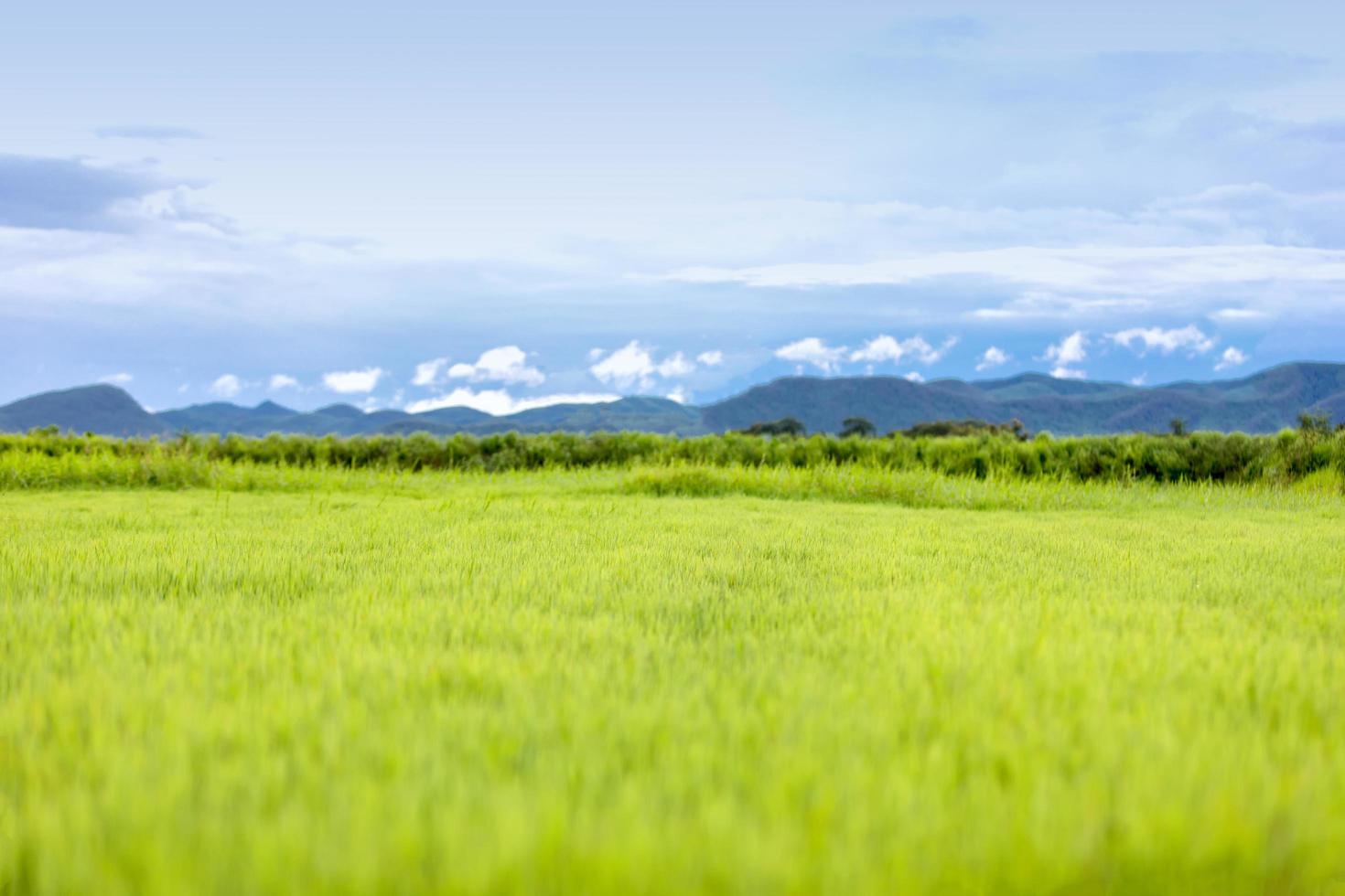 bellissimo campo verde con sfondo blu di montagna foto